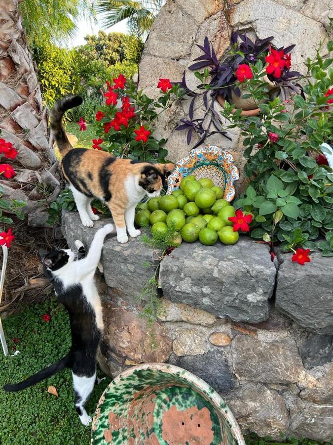 La Capanna Di Giuseppe E Maria Bed and Breakfast Ταορμίνα Εξωτερικό φωτογραφία